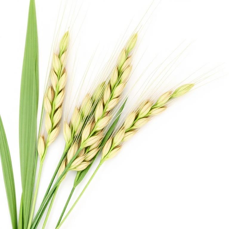 Wild oat straw stalks, a Semenax ingredient